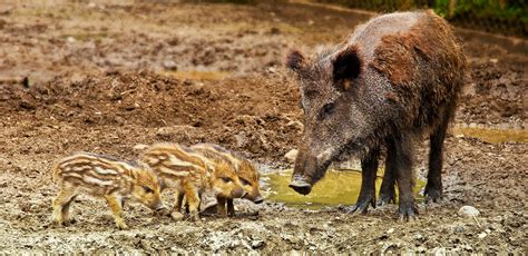 Nature in Făgăraș Mountains: The wild boar in Romania | Romania Insider