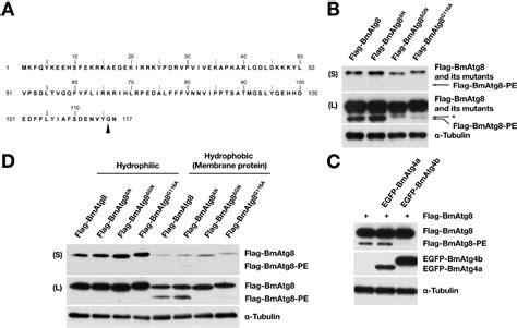 Proteasome inhibitor MG132 impairs autophagic flux through compromising ...