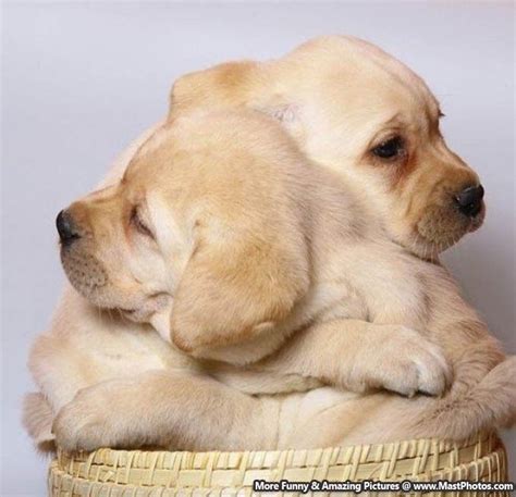 Just Give Me A Hug Little Brother | Honden, Schattige dieren, Leuke honden