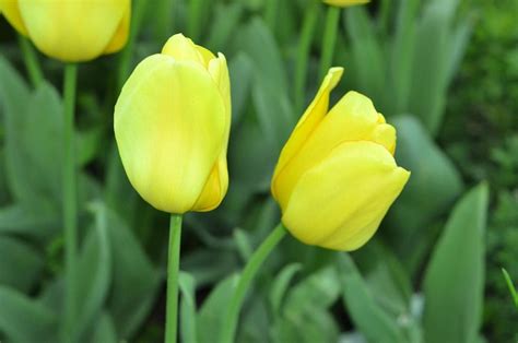 Yellow Tulips Photo Pictures, Photos, and Images for Facebook, Tumblr, Pinterest, and Twitter