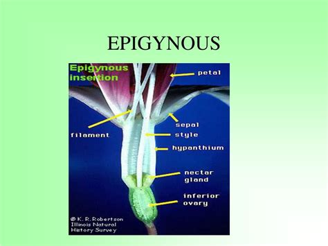 PPT - INFLORESCENCE PowerPoint Presentation, free download - ID:8858699