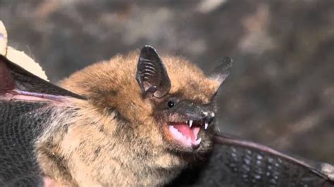 Bat Sounds - Precision Wildlife Removal