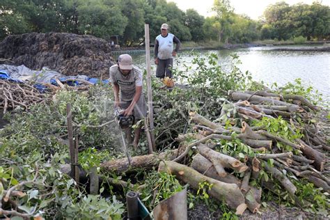 KERUSAKAN HUTAN MANGROVE INDONESIA | ANTARA Foto