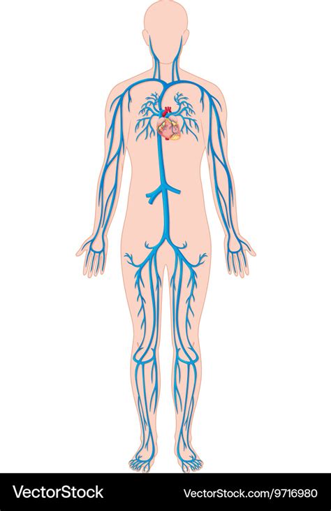 Blood vessels in human body Royalty Free Vector Image