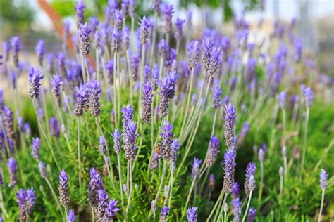 French Lavender Varieties - remindyourdistance