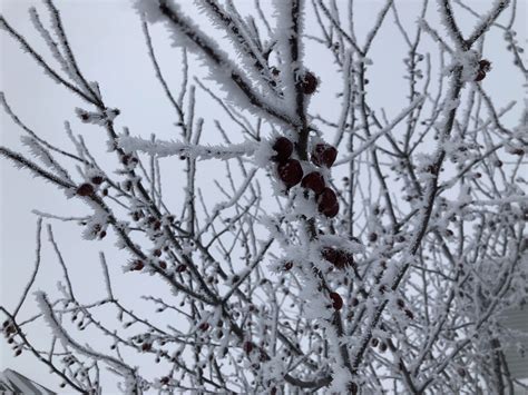 Learn More About Rime Ice And Winter Tree Damage