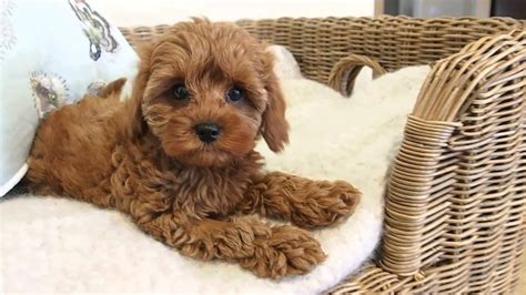 Strawberry's little cavoodle girl - Pocket Puppies - Australia's Home of Toy Cavoodles - YouTube