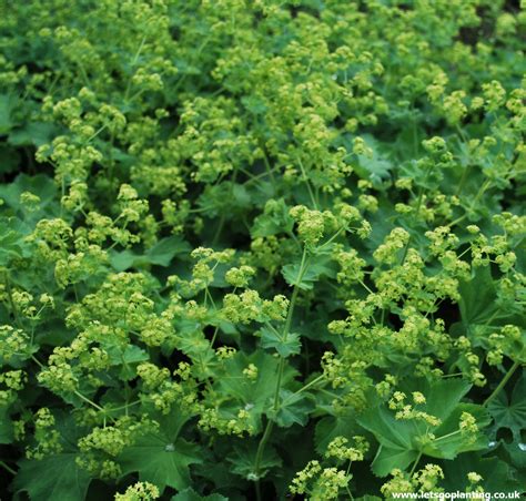 Buy Alchemilla Mollis Online | Buy plants, Buy plants online, Hedging plants