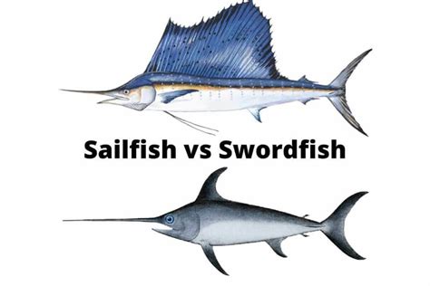 Sailfish Vs Swordfish - Top 10+ Main Differencesouachitaadventures.com