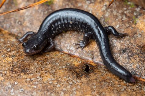 Mississippi Slimy Salamander – Reptiles and Amphibians of Mississippi