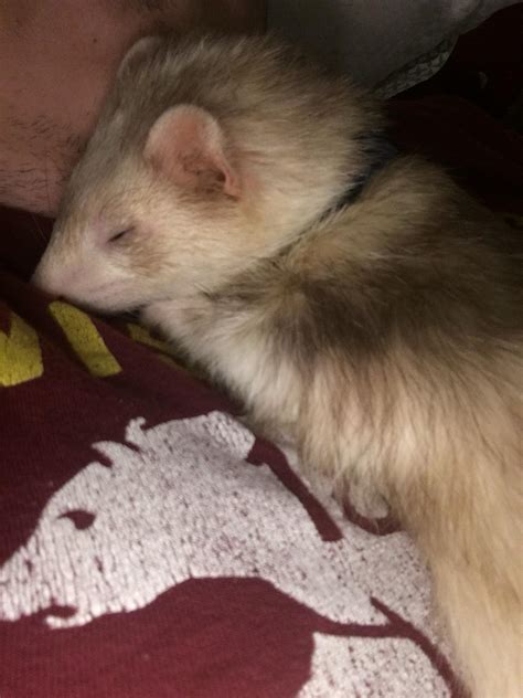 Sleepy Baby : r/ferrets