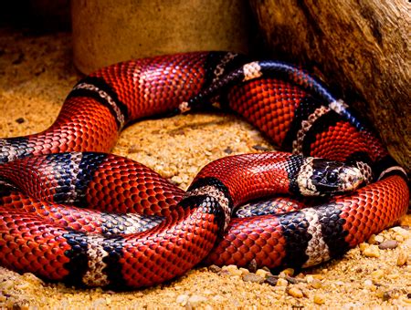 King Snake Size, Habitat & Behavior | Study.com