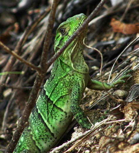 Mexican spiny-tailed iguana baby | Project Noah