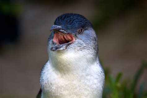 Fairy Penguin | One of Melbourne Zoo's fairy penguins. | Scott ...