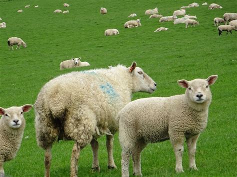 Llanfaethlu, Wales sheep | Wales, Sheep, Animals