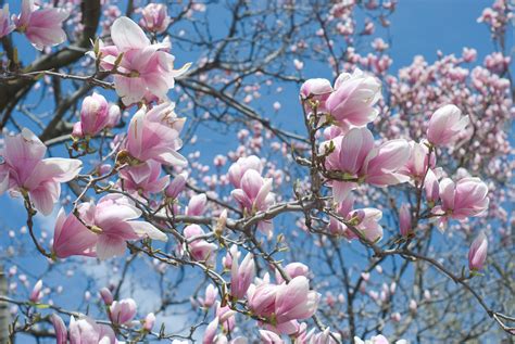 How to Trim a Magnolia Tree [5 Essential Pruning Tips] | Pepper's Home & Garden