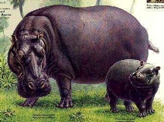 Fascinating facts about the hippo