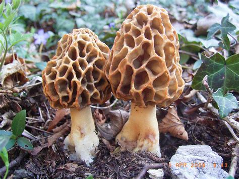 Morchella esculenta | Fungitoxic | Pinterest