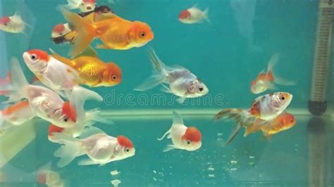 Aquarium Fish Swimming in the Water Meditation Relaxing Stock Footage ...