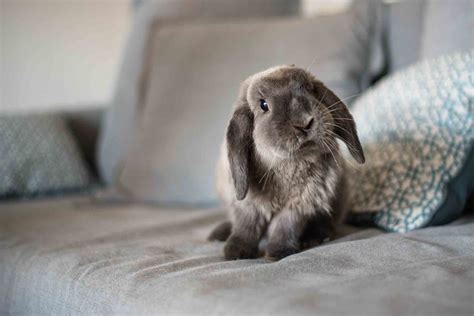 Rabbit Breeding: A Primer on Rabbit Reproduction