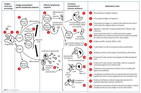 Virus Immune Reaction - Genome Sequencing Blog For Everyday People ...