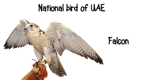 National Symbols Of Uae Pdf - Design Talk