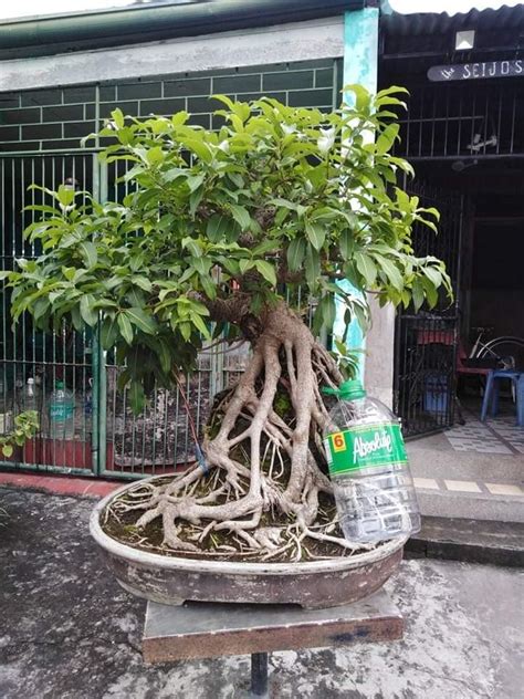 Balete Bonsai