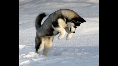 ADORABLE PUPPY PLAYING IN THE SNOW! - YouTube