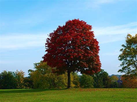 Crimson tree Photograph by Kayleigh Carroll - Fine Art America