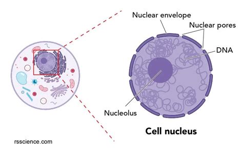 Cell Nucleus Diagram Labeled