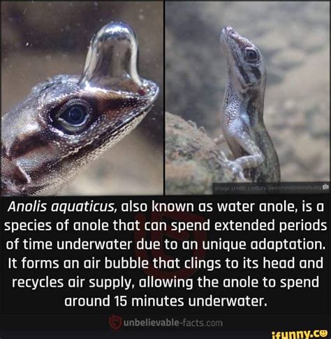 Credit: Anolis aquaticus, also known as water anole, is a species of ...