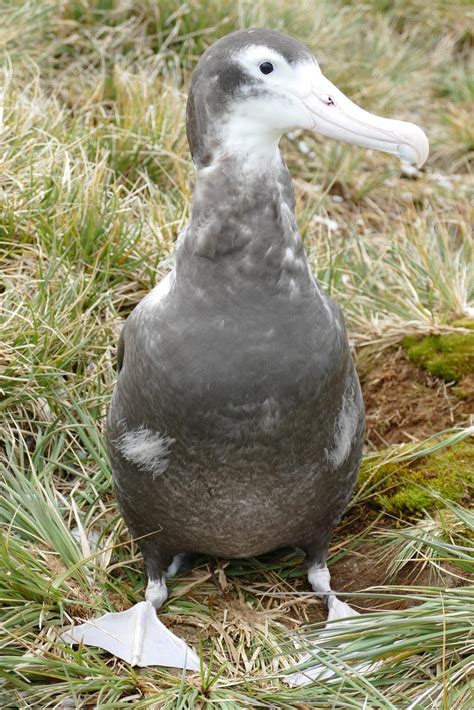 Remember The Razorbill: Wandering Albatross Breeding Season