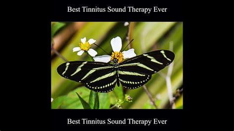 Best Tinnitus Sound Therapy Ever 10 Hours - YouTube