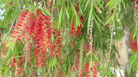 Weeping Willow Tree Red Flowers And Green Foliage HD Footage - YouTube