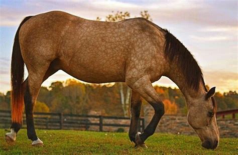 Pin by TheTroubleChild on Duns & Buckskins | Dun horse, Horses, Equines