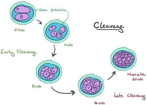 HUMAN EMBRYOGENESIS (STEP 1-4)