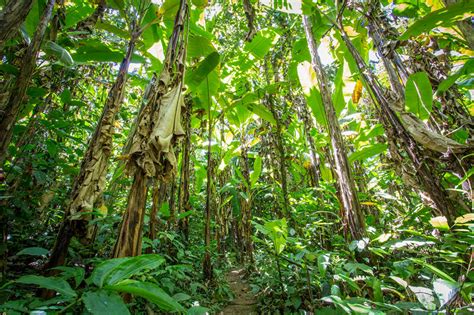 Jungle Trekking in Thailand's Kanchanaburi Province