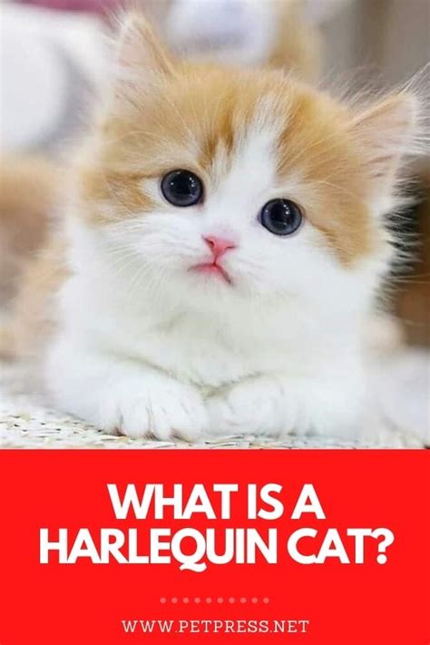 What Is a Harlequin Cat? Characteristics and 5 Breeds