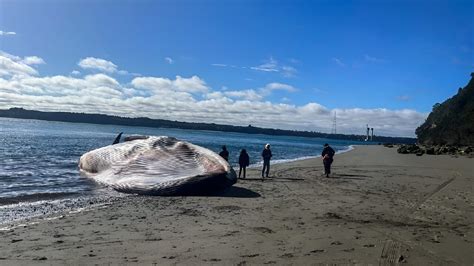 Huge blue whale washes ashore in southern Chile