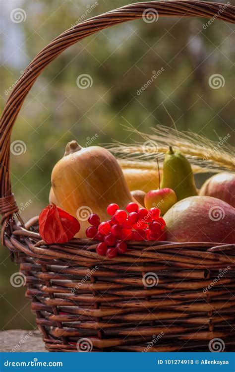 Autumn Fruits and Vegetables in the Basket in the Garden. Season Stock ...