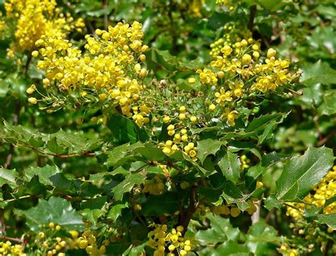 Mahonia - Piante da Giardino - Mahonia giardino