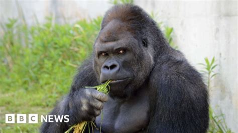 'Buff' silverback gorilla drawing crowds of women to Japanese zoo - BBC ...