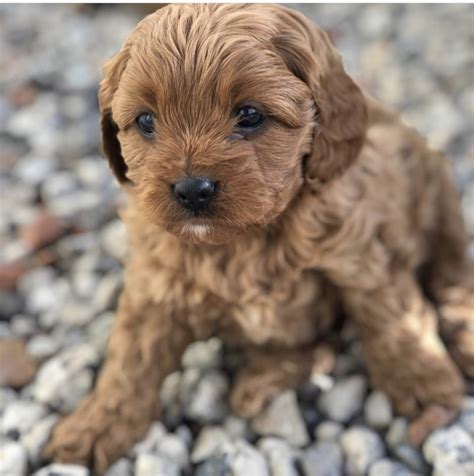 Cavapoo Puppies For Sale | New York, NY #337064 | Petzlover