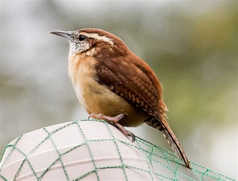 Carolina Wren Free Stock Photo - Public Domain Pictures