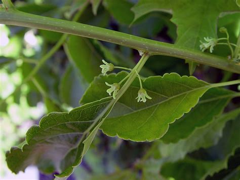 Celastrus orbiculatus (Asian bittersweet, Asiatic bittersweet): Go Botany