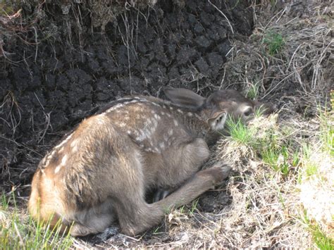 Wildlife on Knoydart 2008 | James Hawkins Art