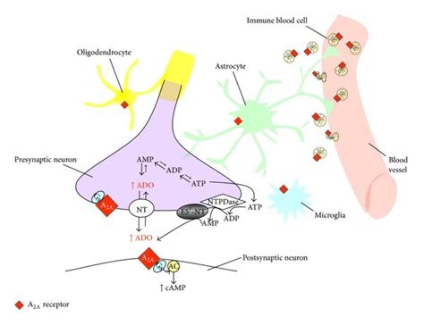 Schematic drawing of adenosine A 2 A receptor localization on different ...