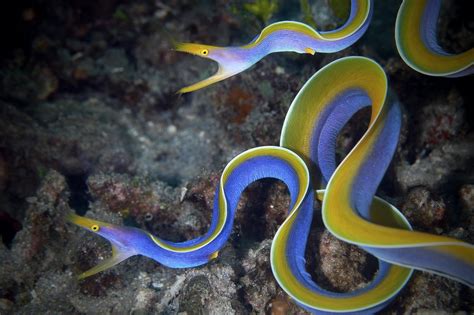 Are Eels Fish? - American Oceans