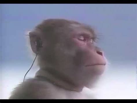 monkey with earbuds vibing | Monkey Sony Walkman | Know Your Meme