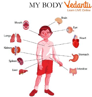 Parts Of The Human Body For Kids